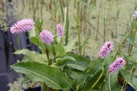 Bistorta officinalis 9 cm Topf - Größe nach Saison