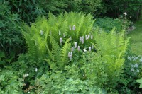 Bistorta officinalis 9 cm Topf - Größe nach Saison