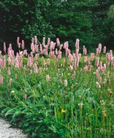 Bistorta officinalis 9 cm Topf - Größe nach Saison