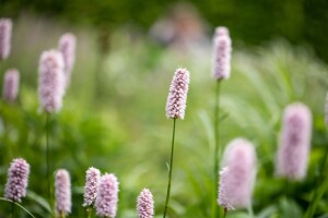 Bistorta officinalis Superba 11 cm Topf - Größe nach Saison