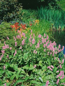 Bistorta officinalis Superba 11 cm Topf - Größe nach Saison