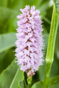 Bistorta officinalis Superba 11 cm Topf - Größe nach Saison