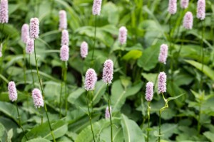 Bistorta officinalis Superba 11 cm Topf - Größe nach Saison