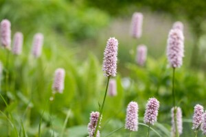 Bistorta officinalis Superba 11 cm Topf - Größe nach Saison