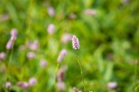 Bistorta officinalis Superba 11 cm Topf - Größe nach Saison