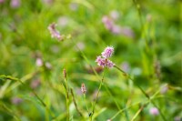 Bistorta officinalis Superba 11 cm Topf - Größe nach Saison