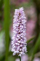 Bistorta officinalis Superba 11 cm Topf - Größe nach Saison