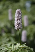 Bistorta officinalis Superba 11 cm Topf - Größe nach Saison