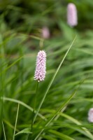 Bistorta officinalis Superba 11 cm Topf - Größe nach Saison