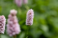 Bistorta officinalis Superba 11 cm Topf - Größe nach Saison