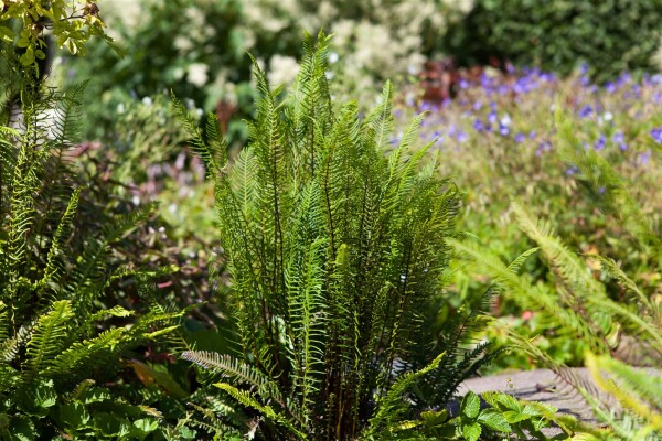 Blechnum spicant 9 cm Topf - Größe nach Saison