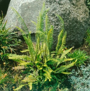 Blechnum spicant 9 cm Topf - Größe nach Saison