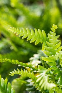 Blechnum spicant 9 cm Topf - Größe nach Saison