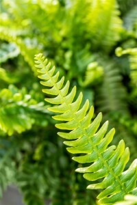 Blechnum spicant 9 cm Topf - Größe nach Saison