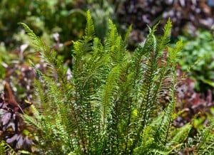 Blechnum spicant 9 cm Topf - Größe nach Saison