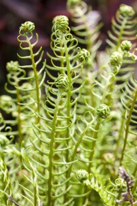 Blechnum spicant 9 cm Topf - Größe nach Saison