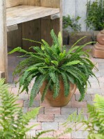 Blechnum spicant 9 cm Topf - Größe nach Saison