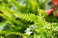 Blechnum spicant 9 cm Topf - Größe nach Saison