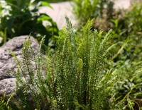 Blechnum spicant 9 cm Topf - Größe nach Saison