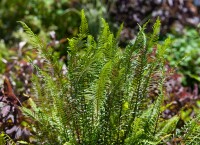 Blechnum spicant 9 cm Topf - Größe nach Saison