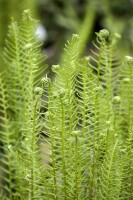 Blechnum spicant 9 cm Topf - Größe nach Saison