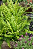 Blechnum spicant 9 cm Topf - Größe nach Saison