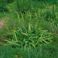 Blechnum spicant 9 cm Topf - Größe nach Saison