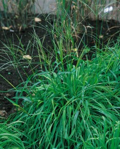 Briza media 9 cm Topf - Größe nach Saison