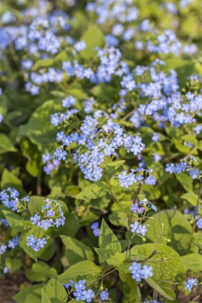 Brunnera macrophylla 9 cm Topf - Größe nach Saison