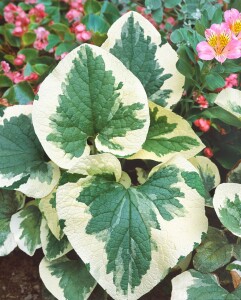 Brunnera macrophylla 9 cm Topf - Größe nach Saison