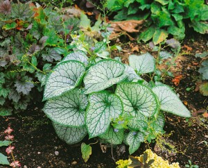 Brunnera macrophylla 9 cm Topf - Größe nach Saison