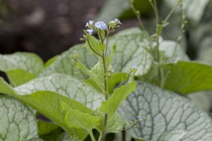 Brunnera macrophylla 9 cm Topf - Größe nach Saison