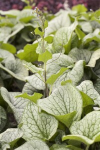 Brunnera macrophylla 9 cm Topf - Größe nach Saison