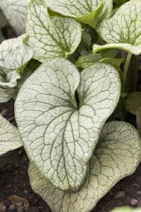 Brunnera macrophylla 9 cm Topf - Größe nach Saison