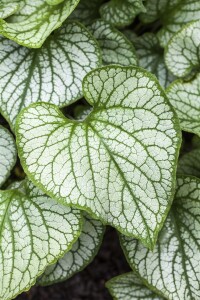 Brunnera macrophylla 9 cm Topf - Größe nach Saison