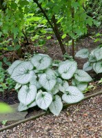 Brunnera macrophylla 9 cm Topf - Größe nach Saison