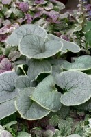 Brunnera macrophylla 9 cm Topf - Größe nach Saison