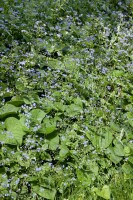 Brunnera macrophylla 9 cm Topf - Größe nach Saison