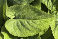 Brunnera macrophylla 9 cm Topf - Größe nach Saison