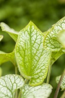 Brunnera macrophylla 9 cm Topf - Größe nach Saison