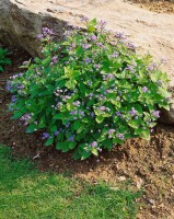 Brunnera macrophylla 9 cm Topf - Größe nach Saison