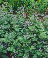 Brunnera macrophylla 9 cm Topf - Größe nach Saison