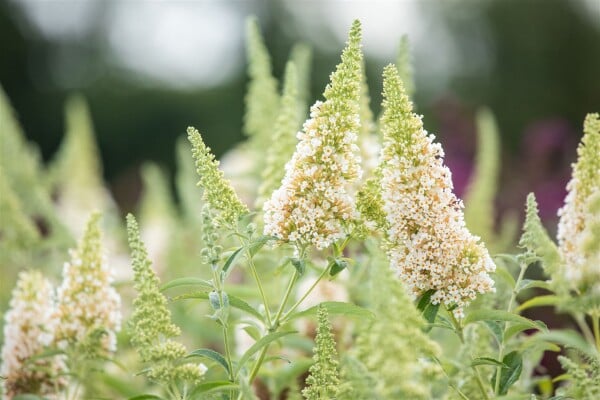 Buddleja Buzz Ivory  -R- 40- 60 cm