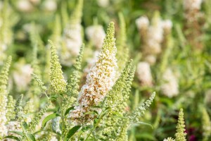 Buddleja Buzz Ivory  -R- 40- 60 cm