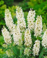 Buddleja Buzz Ivory  -R- 40- 60 cm