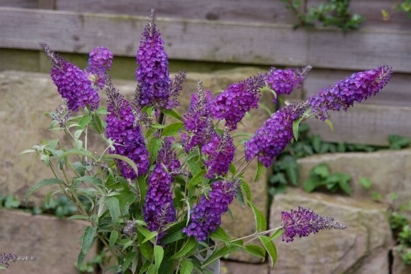 Buddleja Buzz Pink Purple  -R- 40- 60 cm