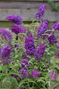 Buddleja Buzz Pink Purple  -R- 40- 60 cm