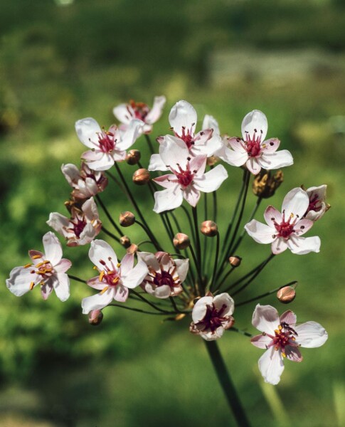 Butomus umbellatus Schneeweißchen 9 cm Topf - Größe nach Saison