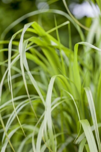 Calamagrostis brachytricha 9 cm Topf - Größe nach Saison