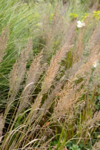 Calamagrostis brachytricha 9 cm Topf - Größe nach Saison